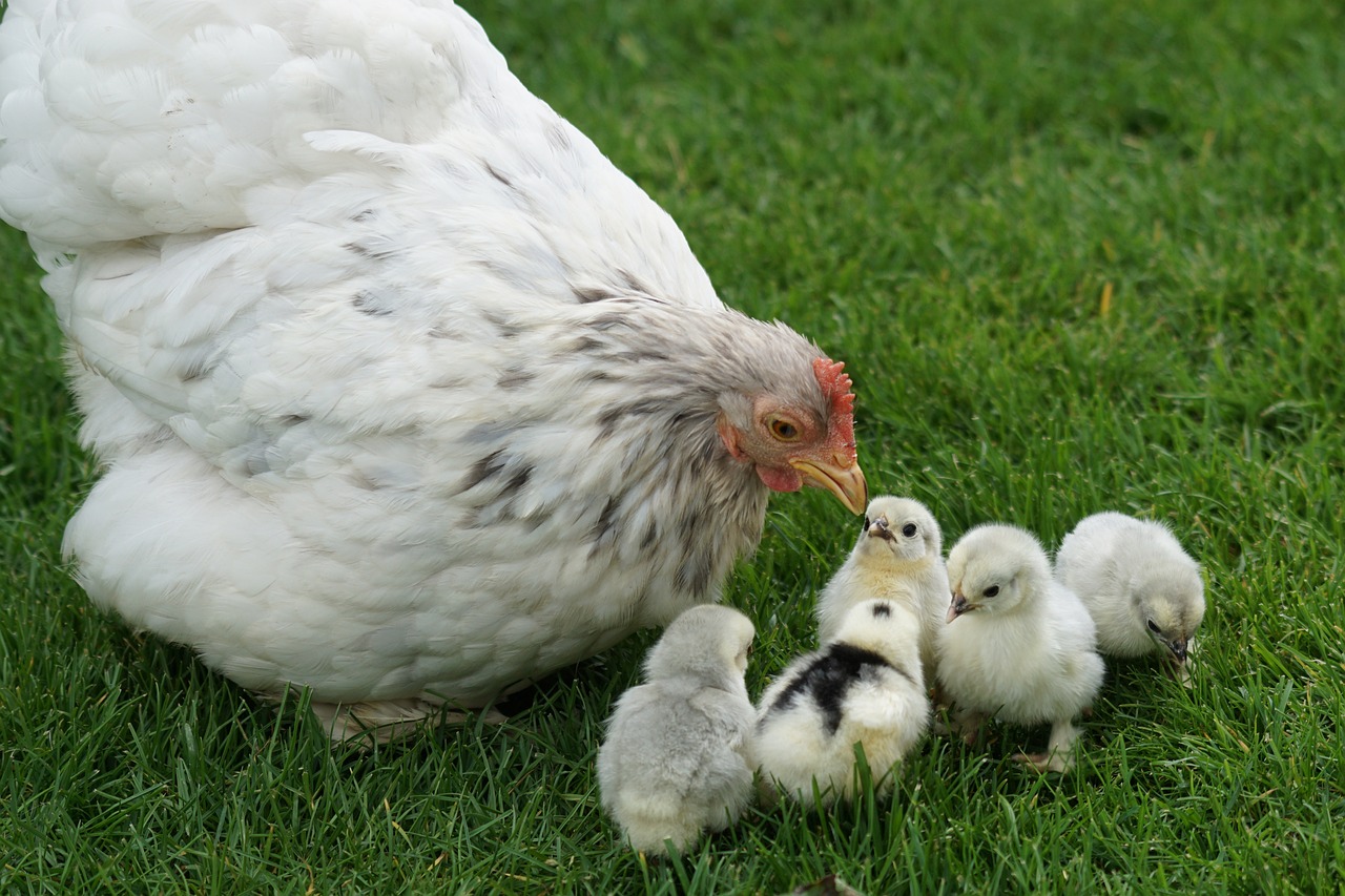 Mom hen with chicks