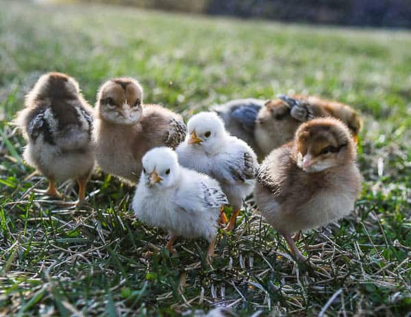 baby chicks