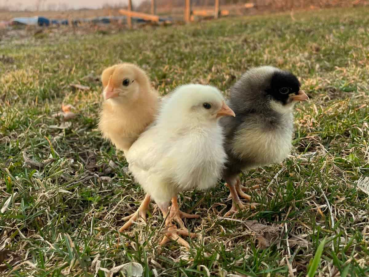 3 Baby Chicks
