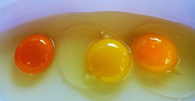 egg yolk colors
