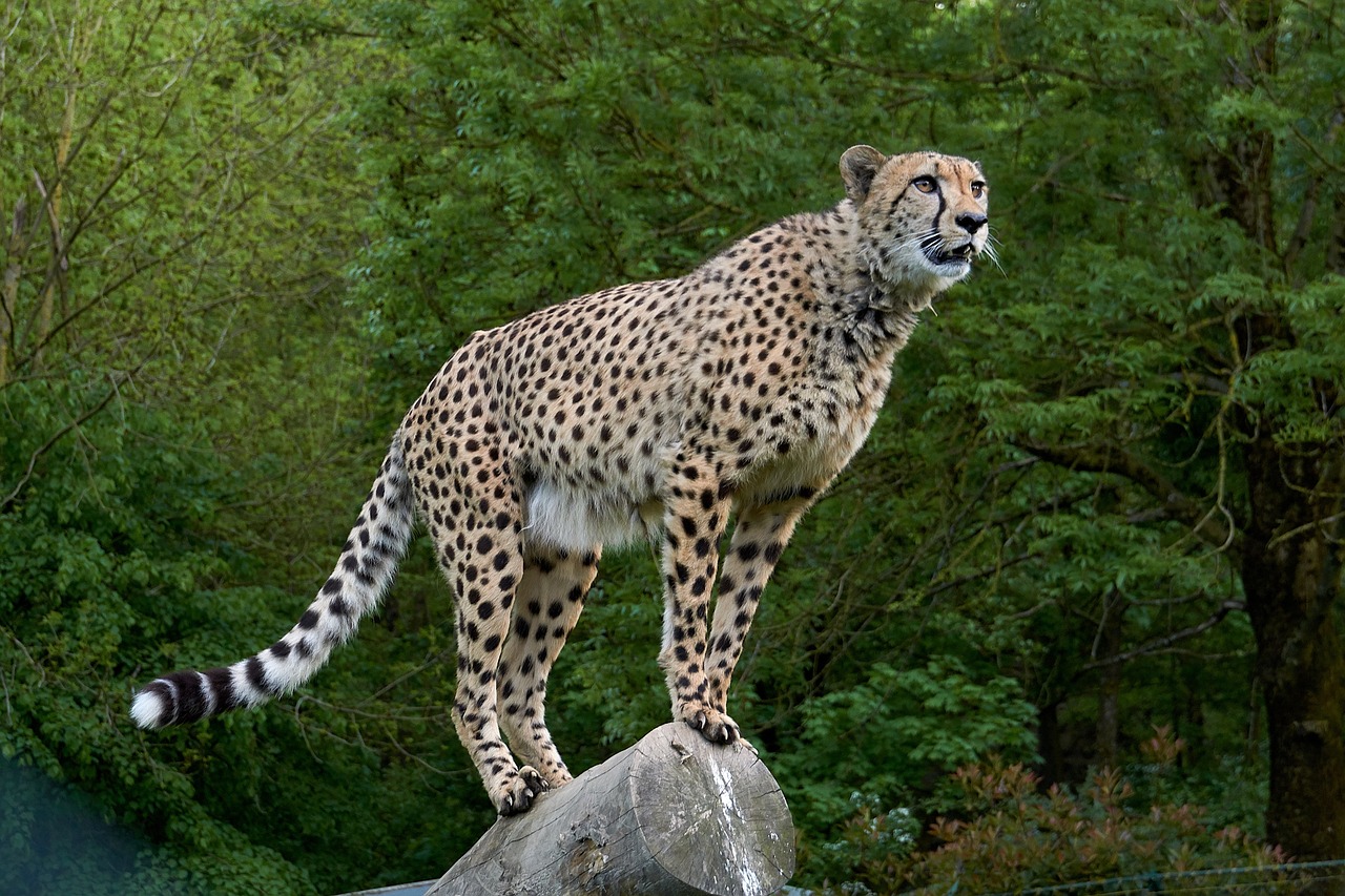 A cheetah standing on a rock