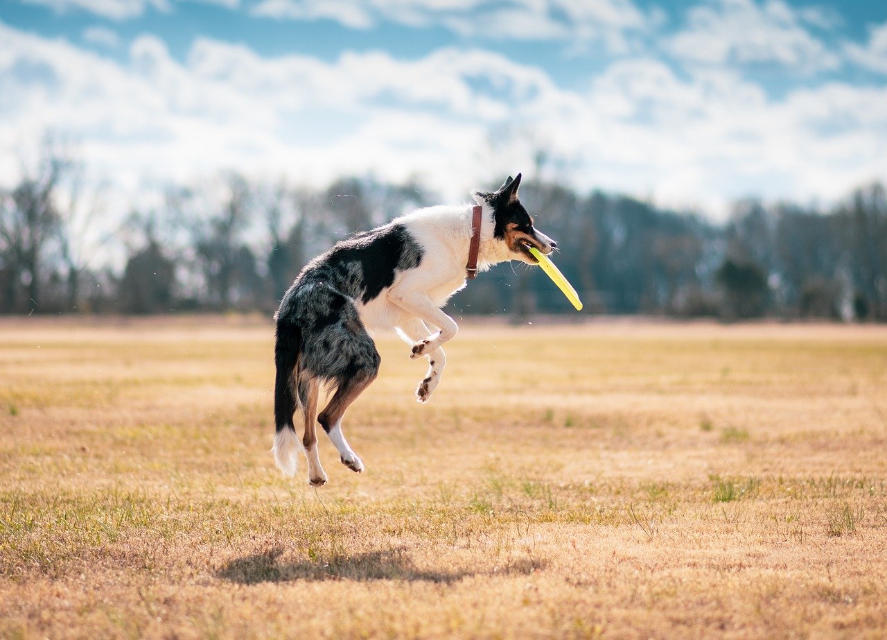 Dog catching frisbee in air
