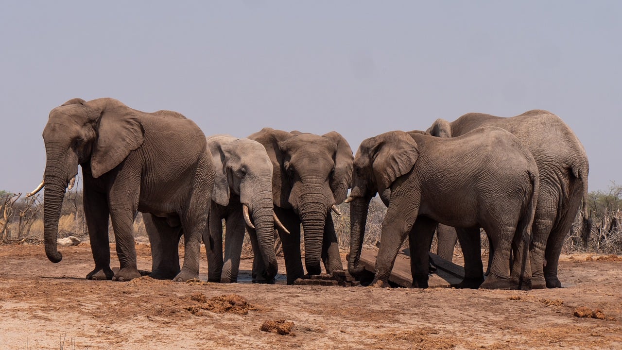 Herd of elephants in the desert