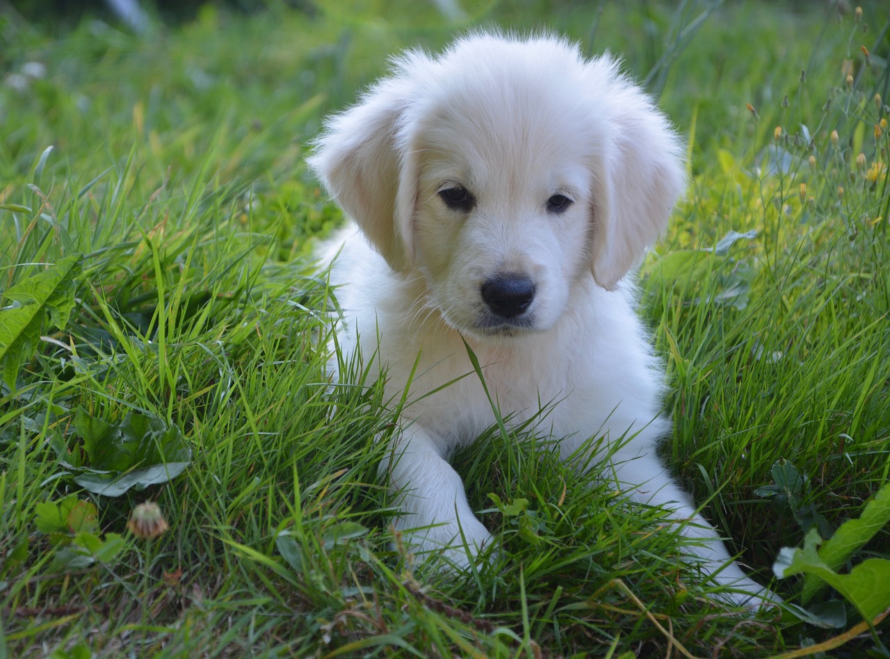 Golden retriever puppy