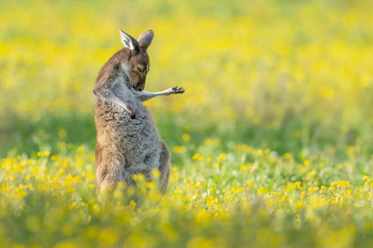 Kangaroo playing air guitar in a field