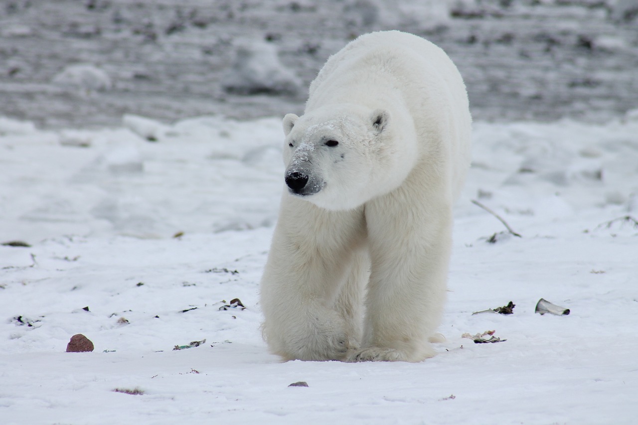Polar bear in the snow