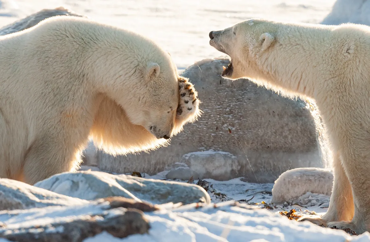 Two polar bears 'talking' to each other