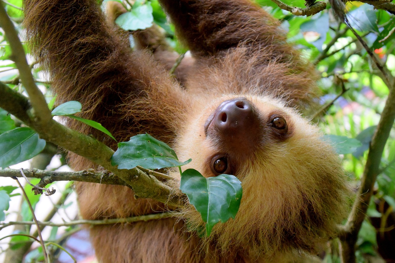 Baby sloth hanging upside down in trees